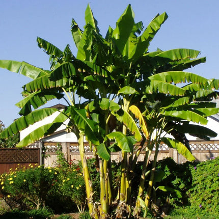 Musa Basjoo Banana Tree - Live Plant - 1 Ft. Tall - Seed World