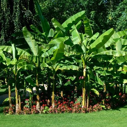 Musa Basjoo Banana Tree - Live Plant - 1 Ft. Tall - Seed World