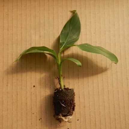 Musa basjoo hardy banana tree live starter plant, young 3–12 inch plant ready for potting