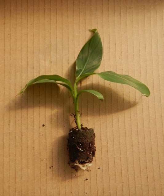 Musa basjoo hardy banana tree live starter plant, young 3–12 inch plant ready for potting
