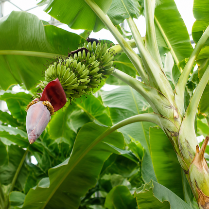 Musa Gran Nain banana tree