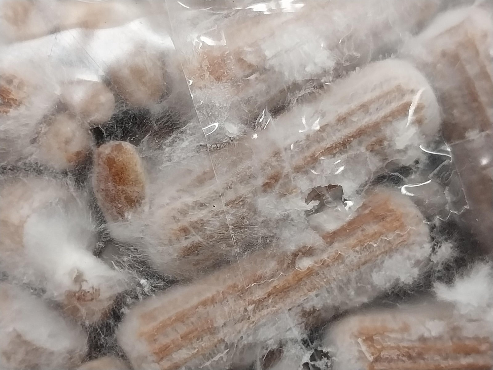 Close-up of dried mushrooms in a clear plastic bag