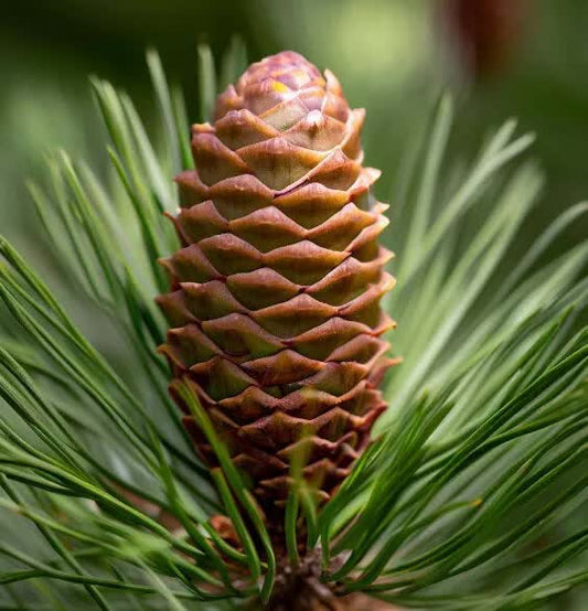 50 Eastern White Pine - Pinus Strobus Seeds