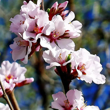 nanking cherry plant Nanking Cherry Tree Seeds – Prunus Tomentosa – Seed World