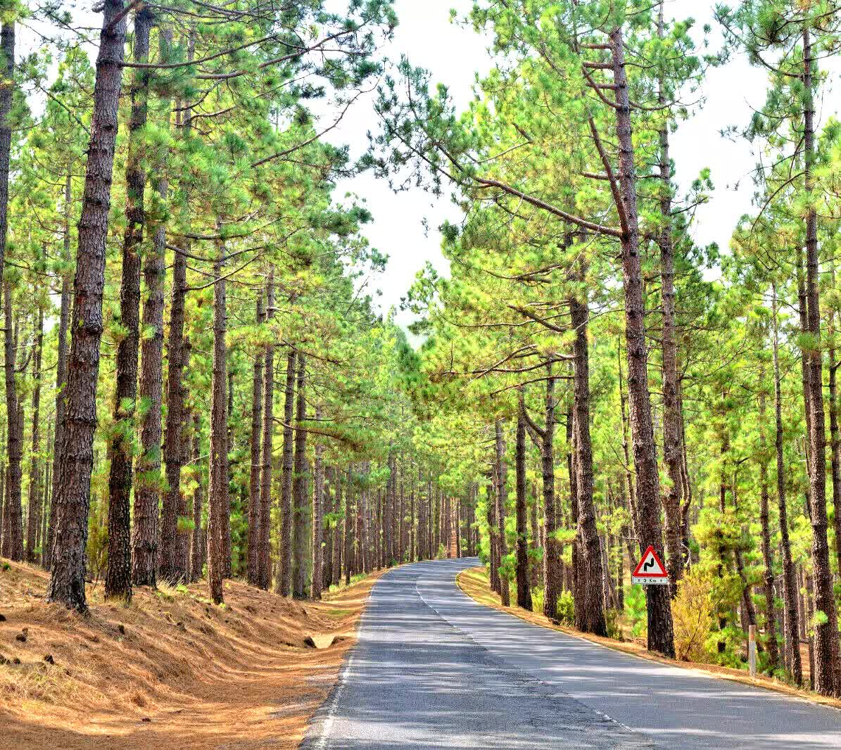 60 Ponderosa Pine - Pinus Ponderosa Seeds