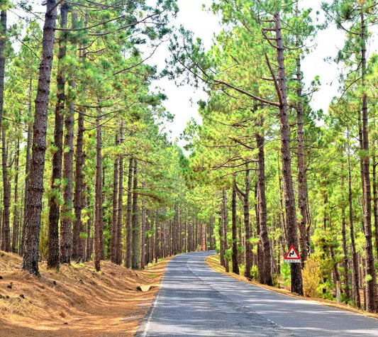 60 Ponderosa Pine - Pinus Ponderosa Seeds
