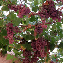 20 Wine Grape Vitis Vinifera Vine Seeds