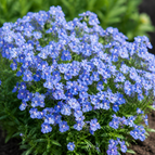 Blue Gem