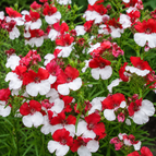 Red and White