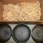 (3pcs) 5