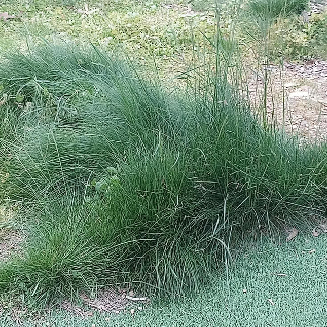 No Mow Lawn Grass Seeds - 1 lb - Seed World