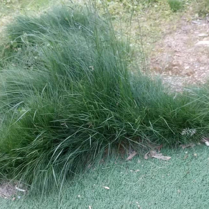 No Mow Lawn Grass Seeds - 1 lb - Seed World