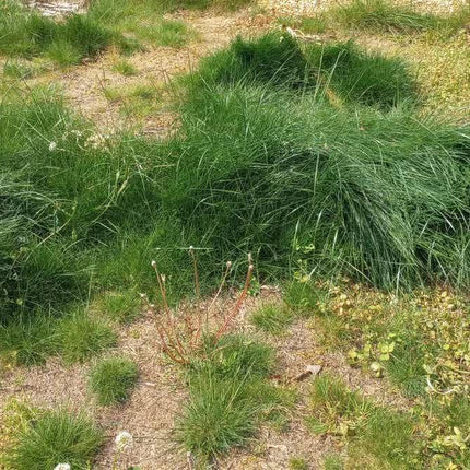 No Mow Lawn Grass Seeds - 1 lb - Seed World