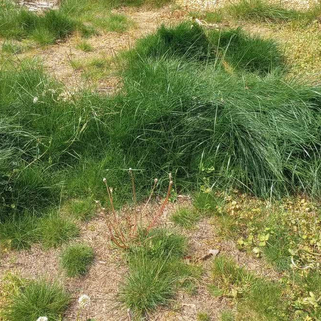 No Mow Lawn Grass Seeds - 1 lb - Seed World