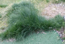 No Mow Lawn Grass Seeds - 1 lb