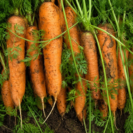 Non-GMO carrots