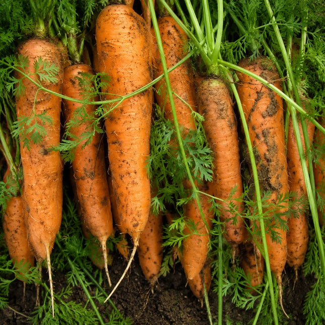 Non-GMO carrots