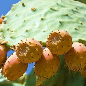 20 Nopal Edible Cactus - Prickly pears Seeds