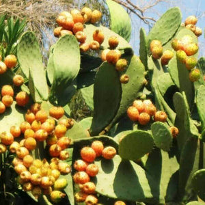 20 Nopal Edible Cactus - Prickly pears Seeds