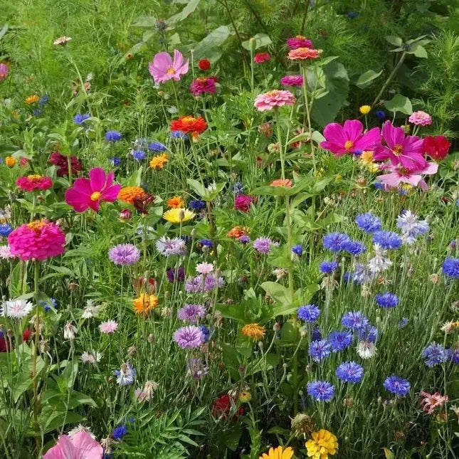 Northeast Wildflower Seeds - Mix - Seed World