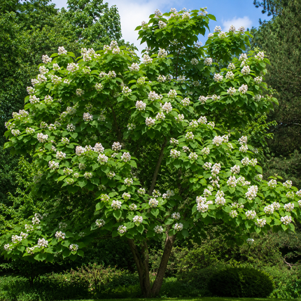 Northern Catalpa Tree
