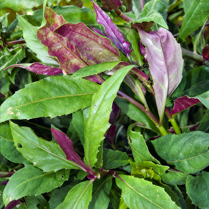 Close-up of established Okinawa spinach foliage with green upper leaves and purple undersides; mature growth, not delivery size.