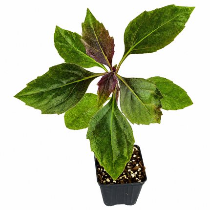 Representative Okinawa spinach starter plant with green and purple leaves in a small black nursery pot.