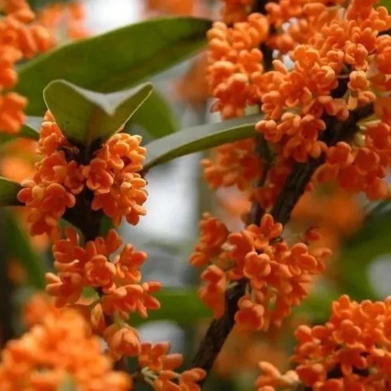 Orange Flowering Fragrant Tea Olive Live Plant - 2.5 Qt. - Seed World