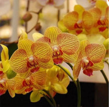 20 Exotic Rare Orchid Seeds