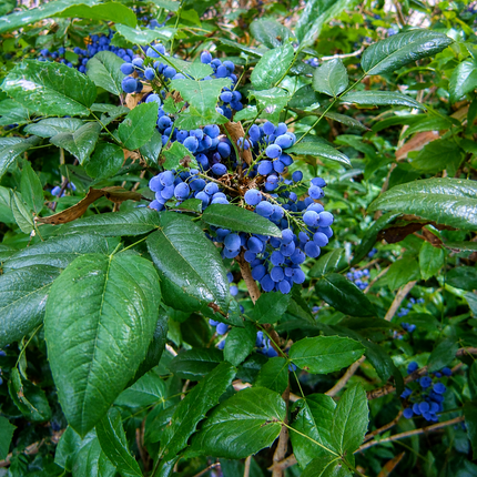 20 Oregon Holly Grape - Mahonia aquifolium Seeds