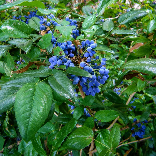 20 Oregon Holly Grape - Mahonia aquifolium Seeds