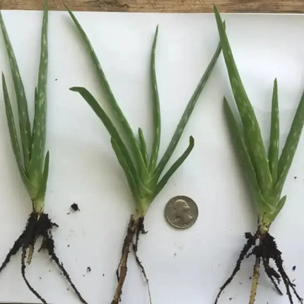 Organic Aloe Vera Live Plant – Bare Rooted for Easy Growing - Seed World