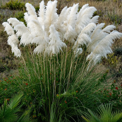 White pampas grass clump in a landscape