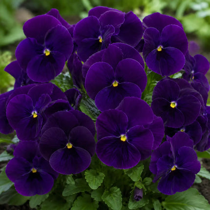 Deep Purple Cluster