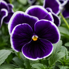 Deep Purple White Edge