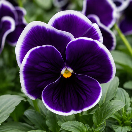 Deep Purple White Edge