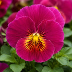 Magenta Yellow Center