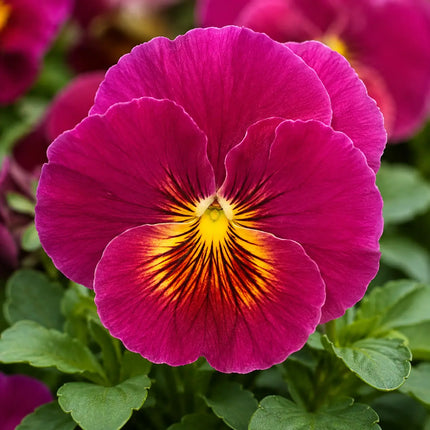 Magenta Yellow Center