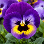 Purple Yellow Blotch