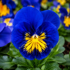 Rich Blue Yellow Center
