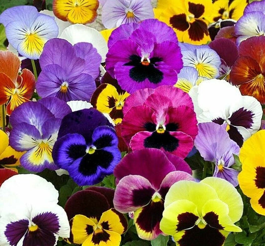 Mixed Swiss Giants Pansy flowers in full bloom, close-up

