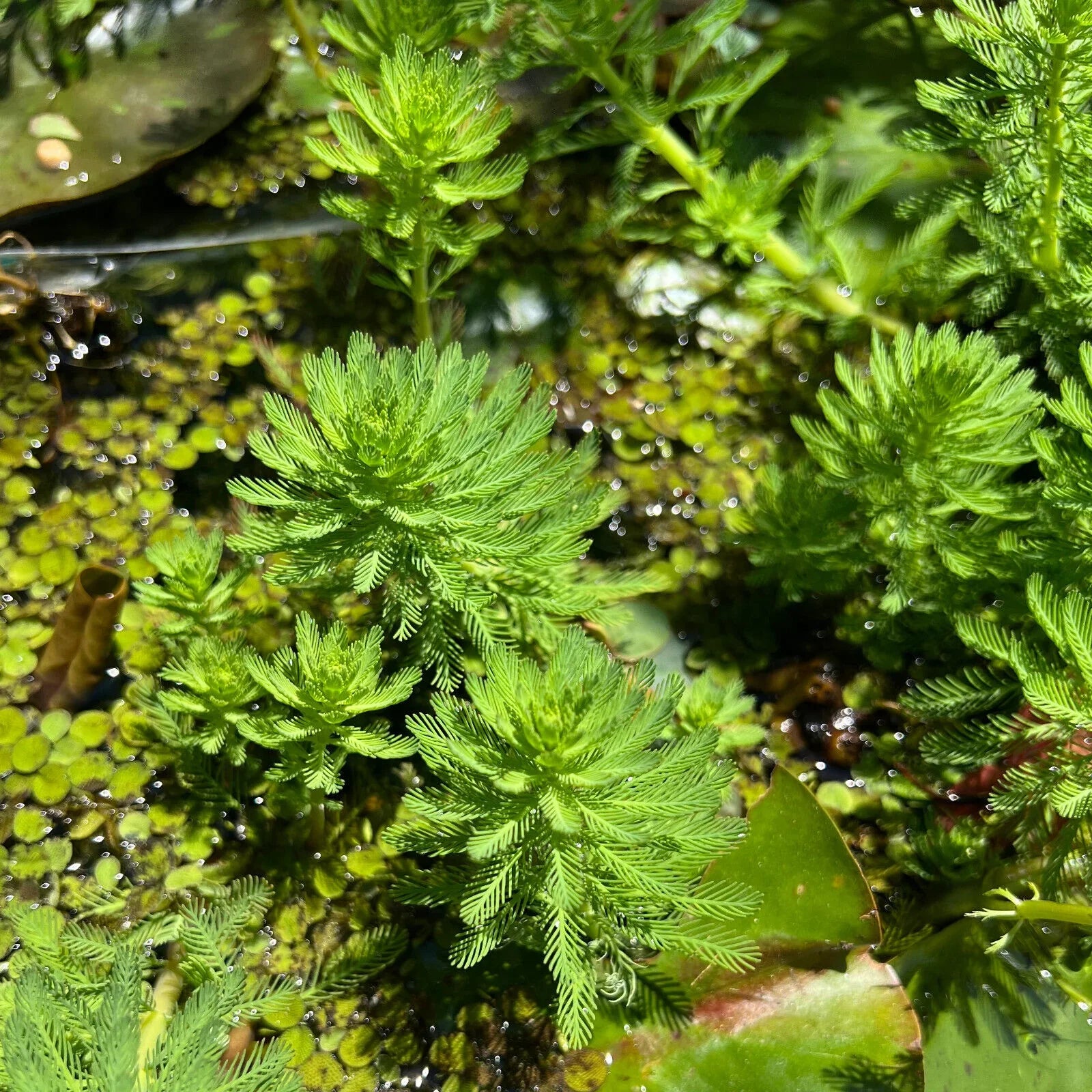Parrot's Feather Plant - Live Bunch - Seed World