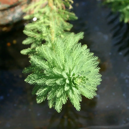 Parrot's Feather Plant - Live Bunch - Seed World