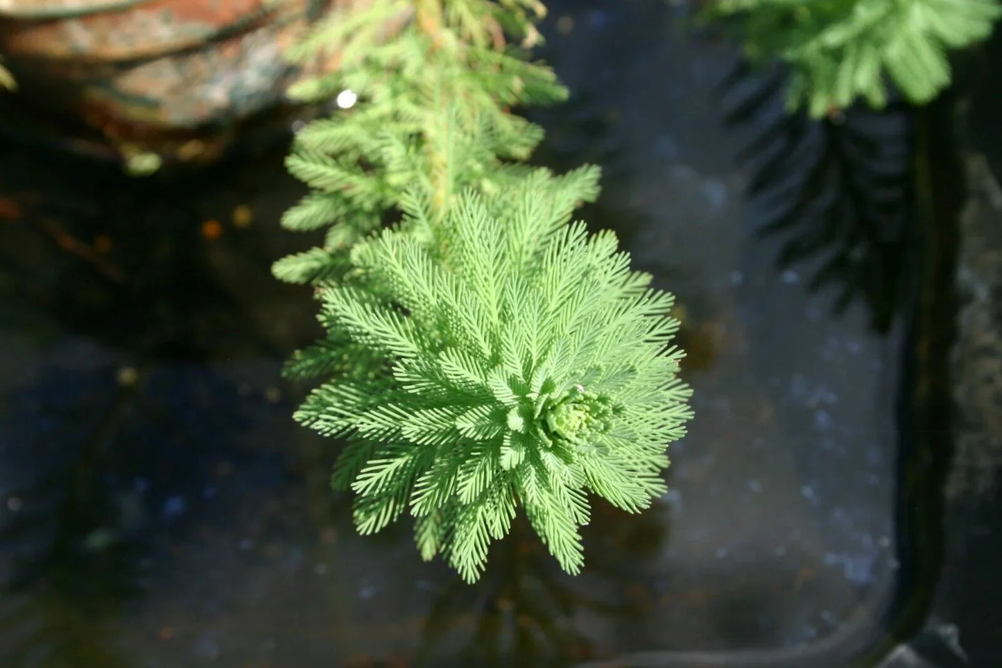 Parrot's Feather Plant - Live Bunch - Seed World