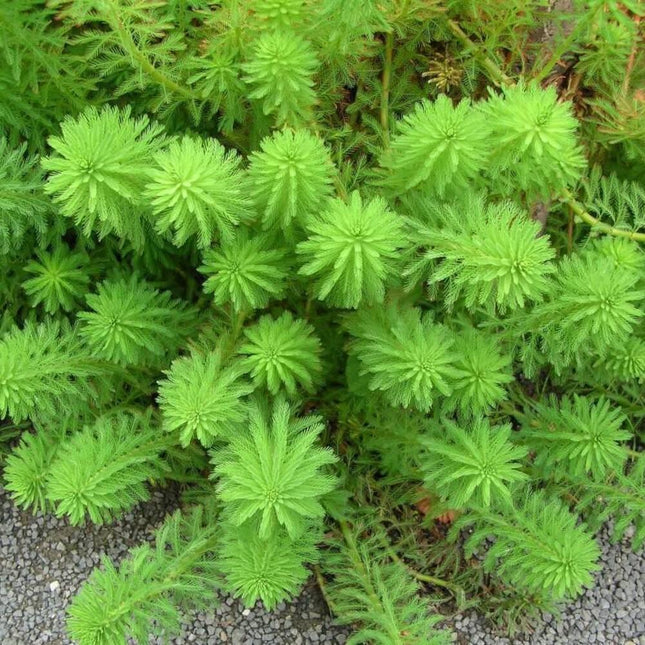 Parrot's Feather Plant - Live Bunch - Seed World