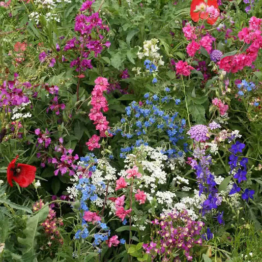 1000 Partial Shade Wildflower Mix Seeds