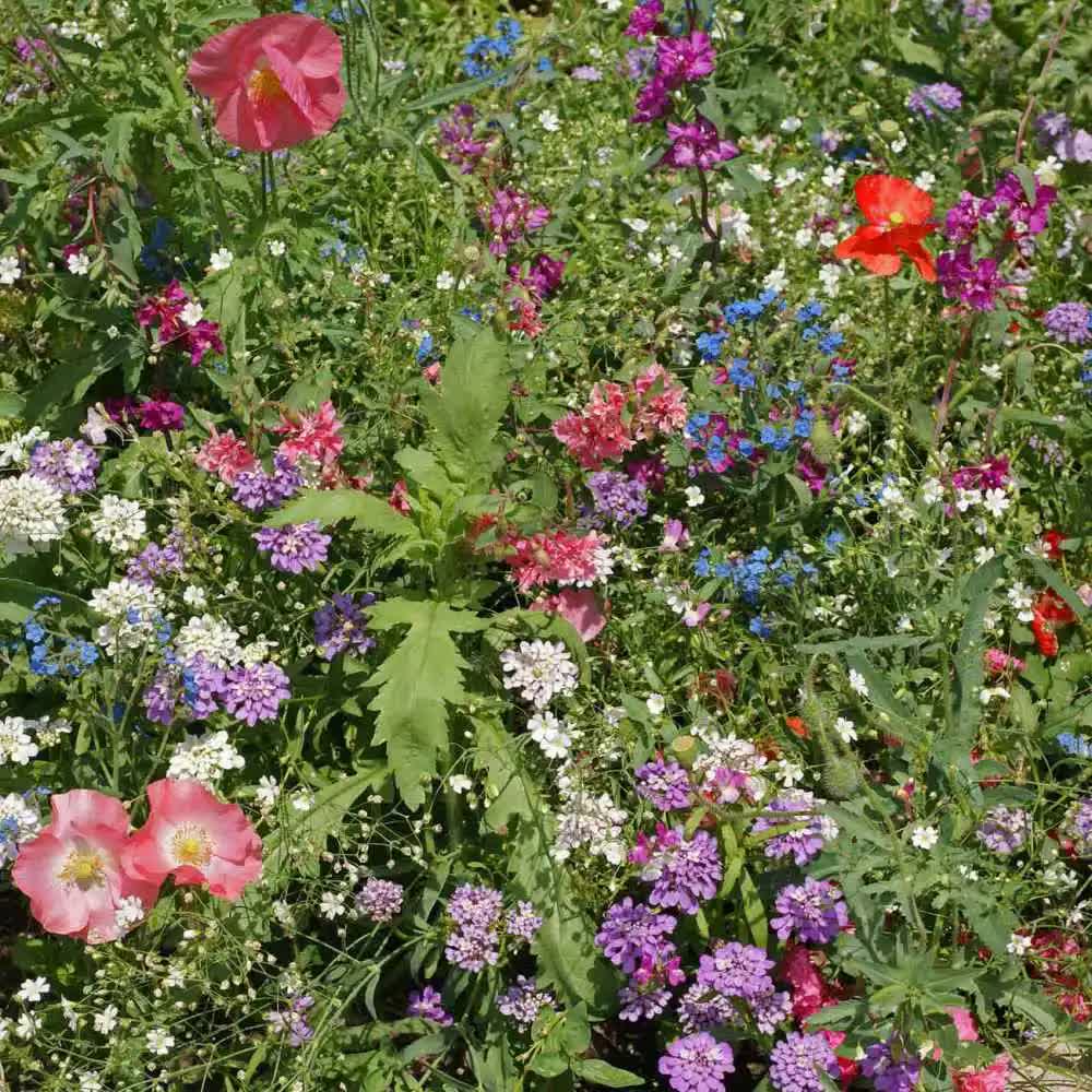 1000 Partial Shade Wildflower Mix Seeds