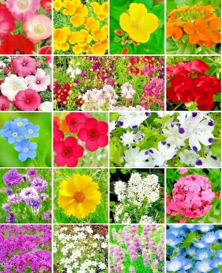 1000 Partial Shade Wildflower Mix Seeds