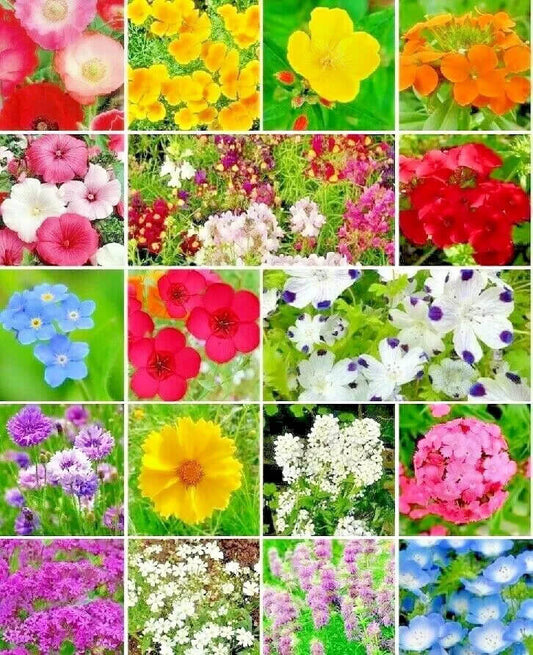 1000 Partial Shade Wildflower Mix Seeds