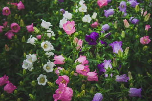 Canterbury Bells Flower Seeds – Cup and Saucer Mix